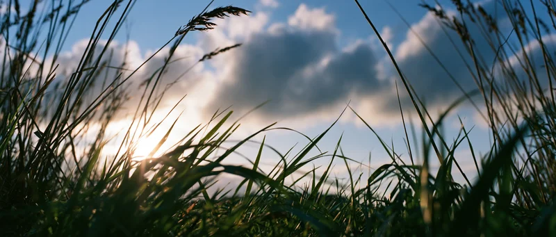 Low-angle view through tall grass toward a sunlit sky with scattered clouds over a meadow