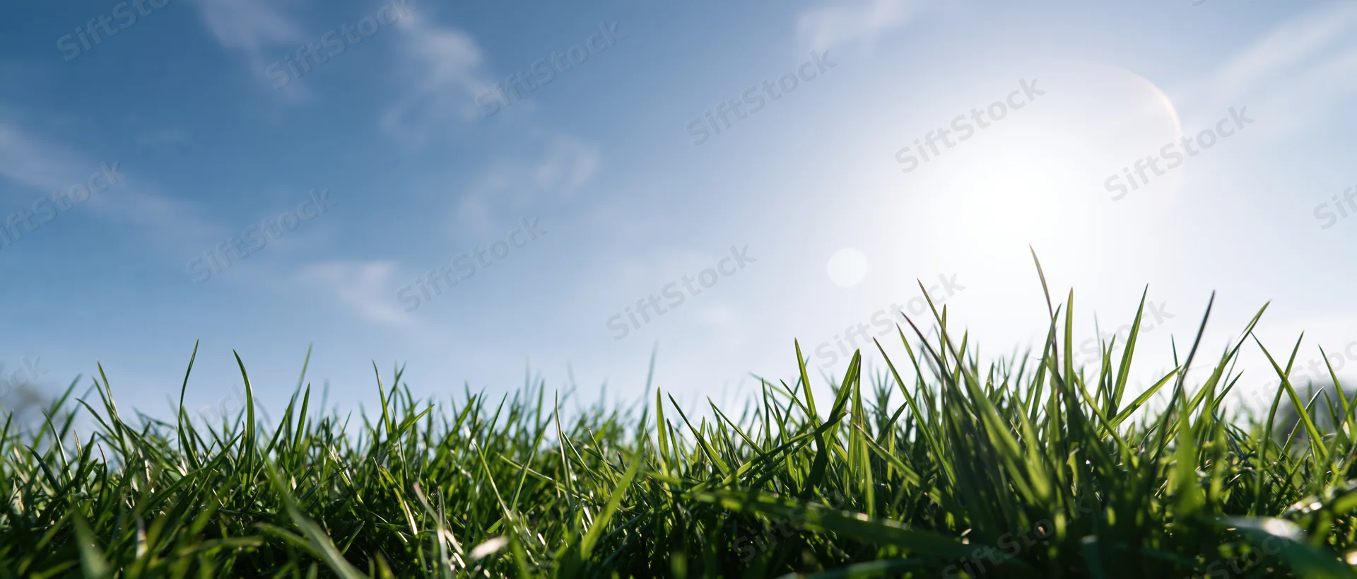 Low-angle view of green grass blades under bright sunlight against a clear blue sky