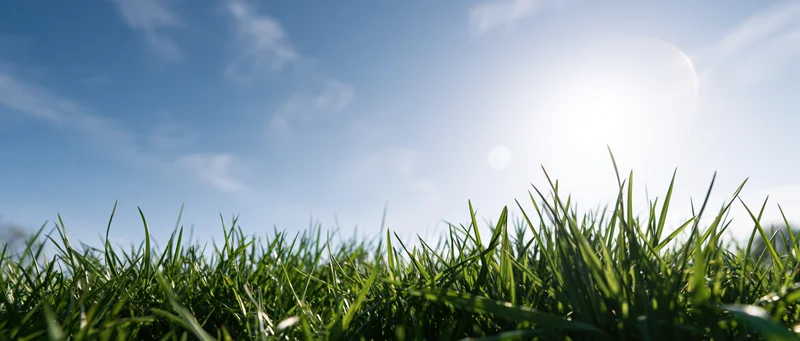 Low-angle view of green grass blades under bright sunlight against a clear blue sky
