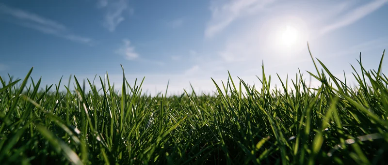 Low-angle view of green grass blades under bright sunlight against a clear blue sky