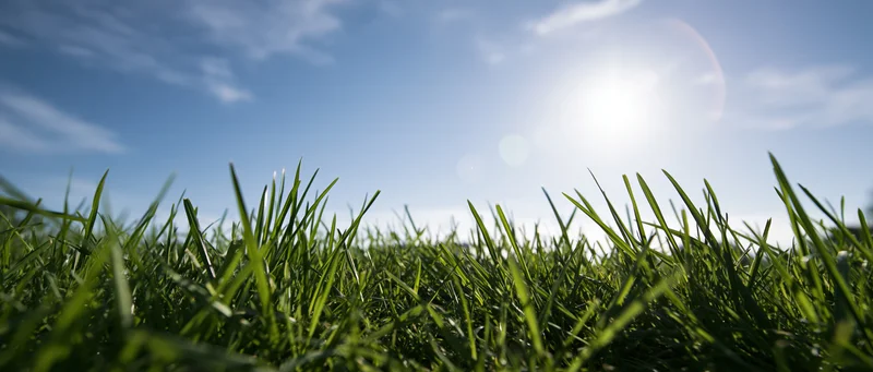Low-angle view of green grass blades under bright sunlight against a blue sky
