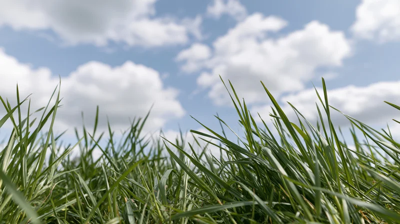 Low-angle view through dense green grass blades looking up at blue sky with white clouds