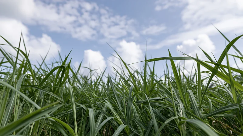 Low ground-level view through tall green grass looking up at blue sky with scattered clouds