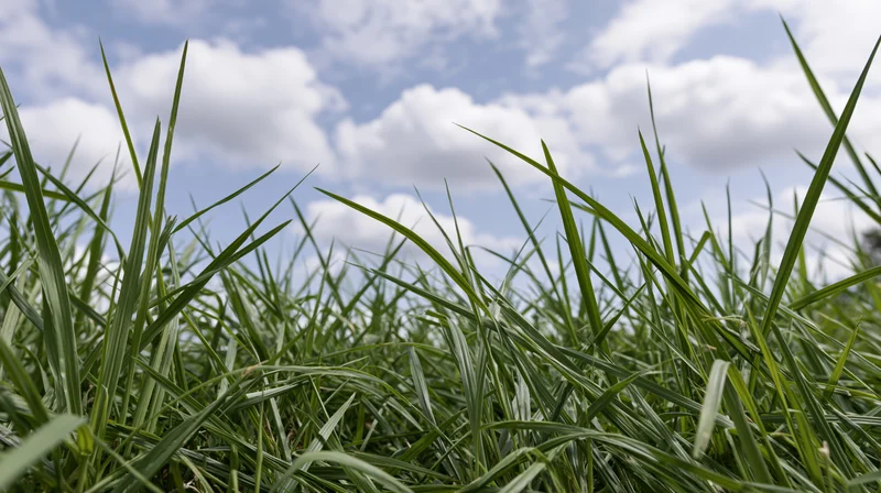 Low-angle view through dense green grass toward a blue sky with scattered clouds