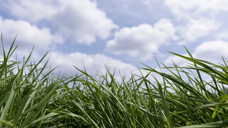 Low-angle view through dense green grass blades toward a blue sky with white clouds