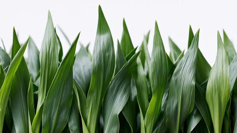Closeup of broad green leaves filling the frame against a white background