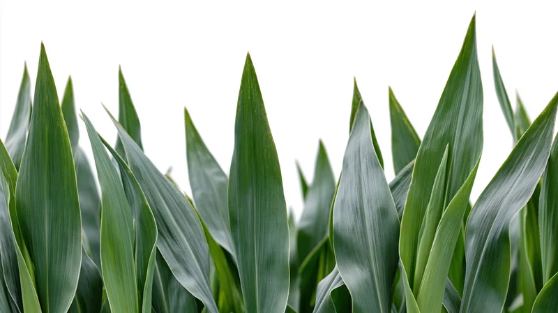 Closeup of broad green leaves filling the frame against white background