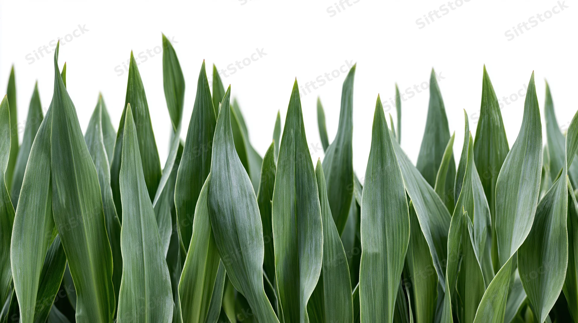 Row of broad green leaves filling the frame against white background