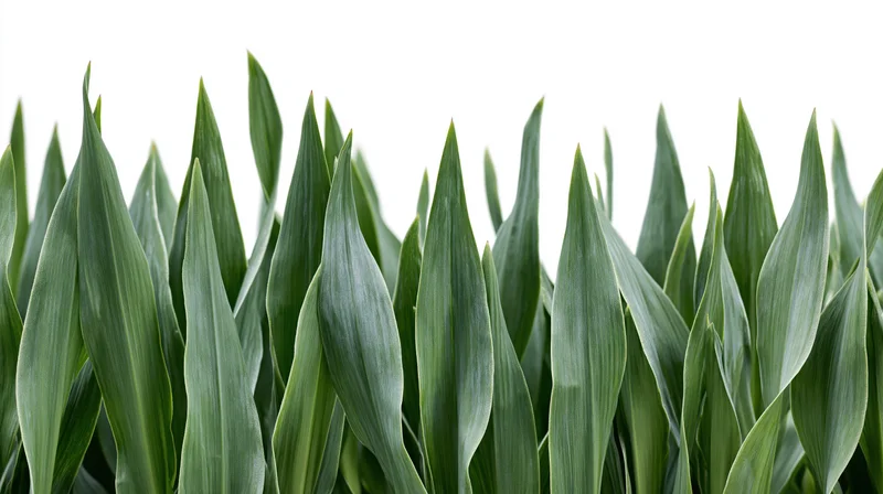 Row of broad green leaves filling the frame against white background