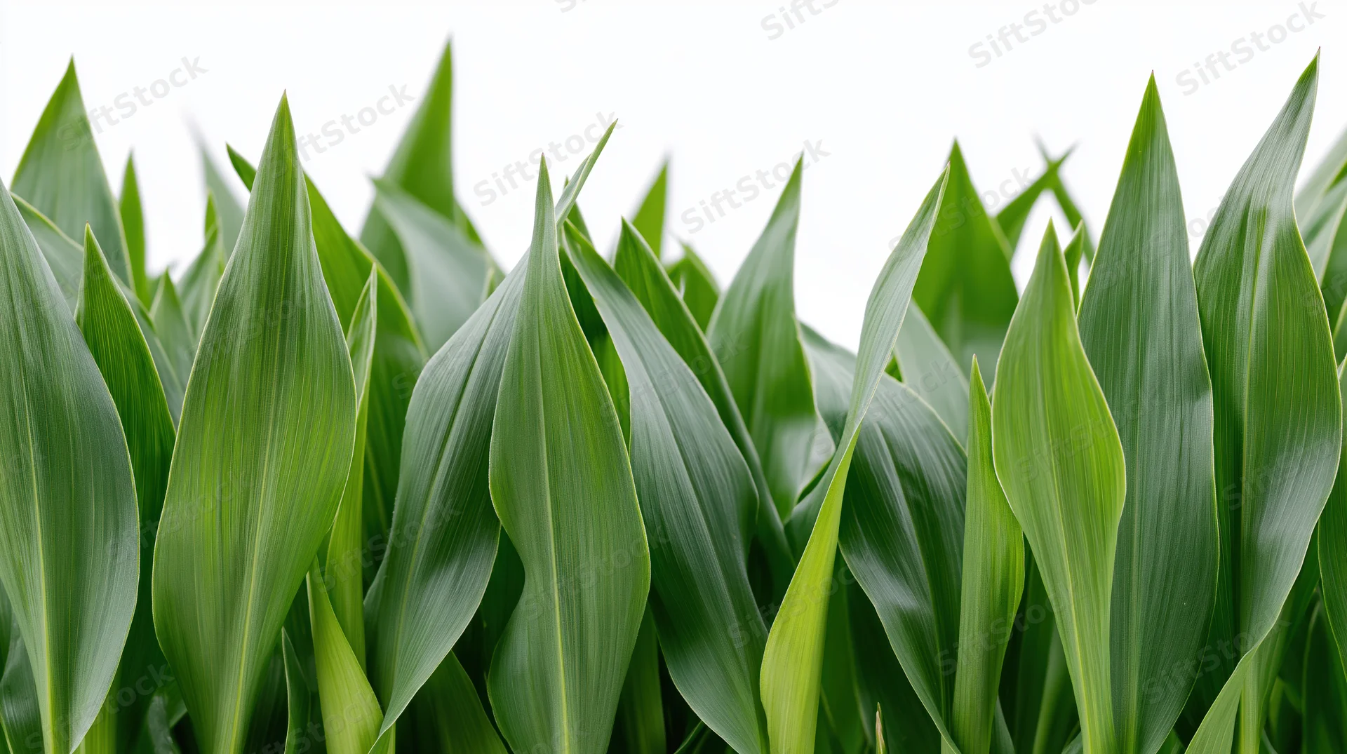Close-up of broad green leaves filling the frame against a white background