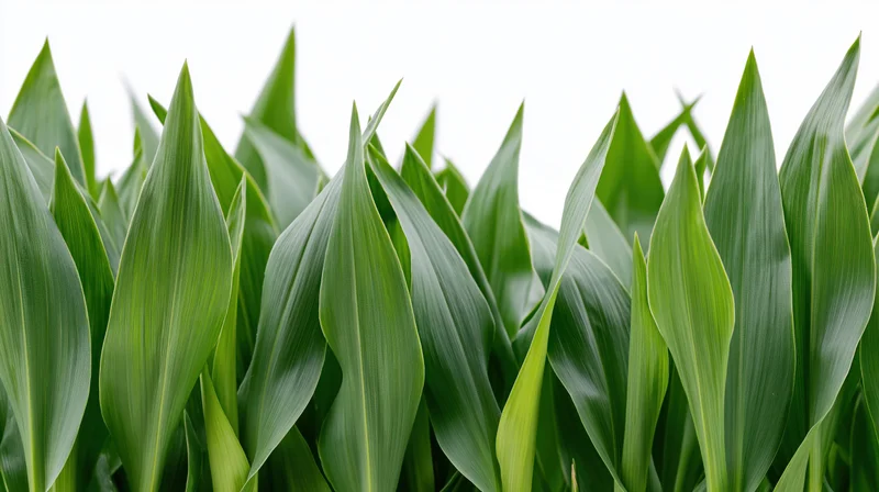 Close-up of broad green leaves filling the frame against a white background