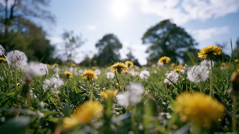 Low-angle view of dandelions blooming in a sunlit spring meadow with trees in the distance