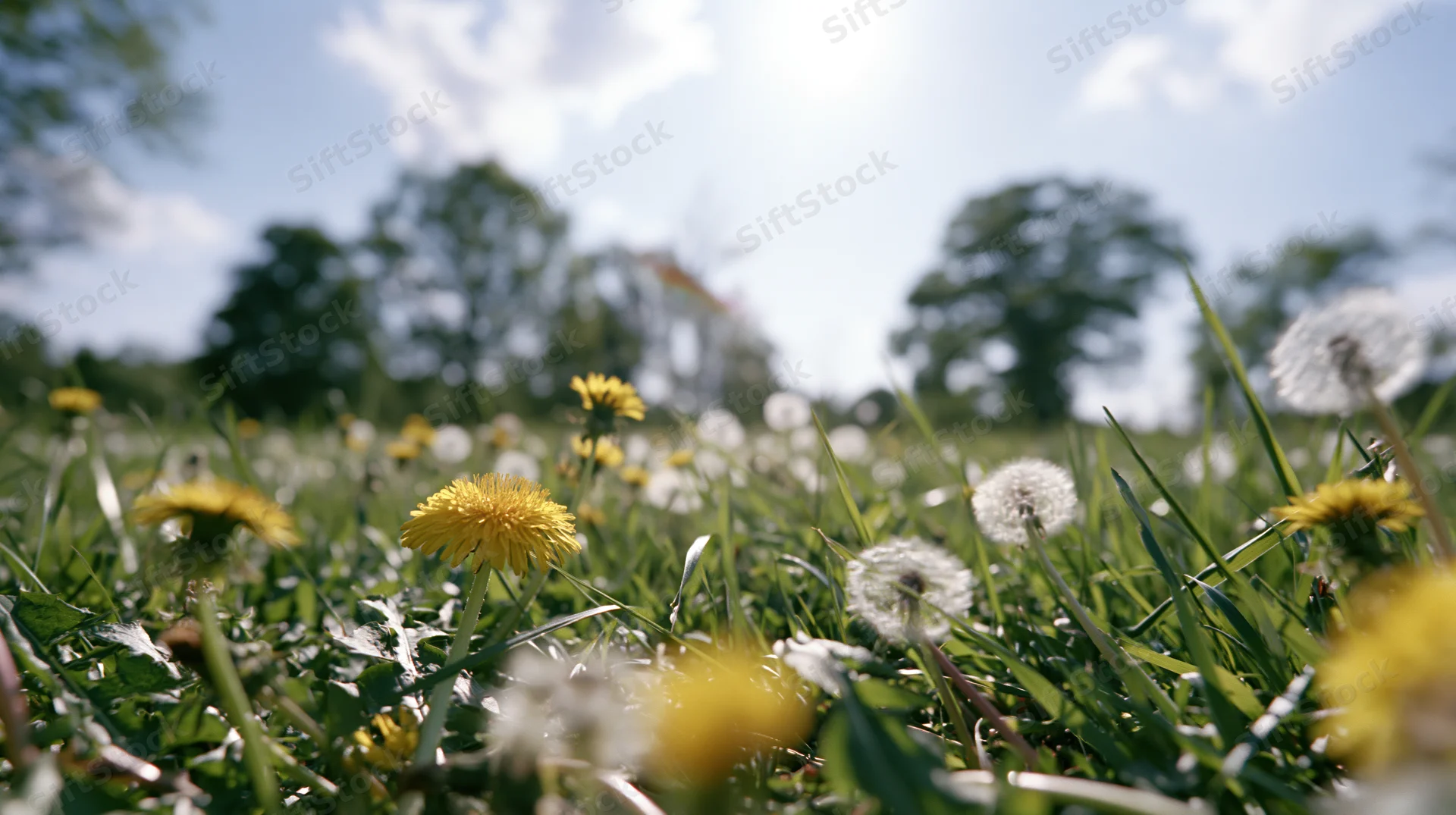 Low-angle view of dandelions blooming in a grassy meadow under a sunny sky