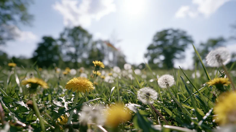 Low-angle view of dandelions blooming in a grassy meadow under a sunny sky