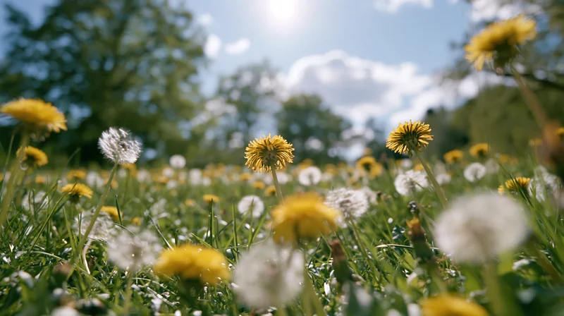 Low-angle view of dandelions blooming in a sunlit spring meadow