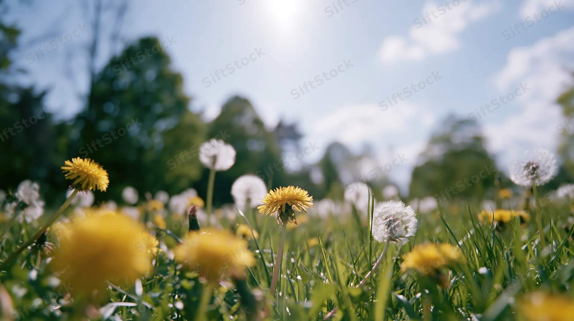 Dandelions blooming and seeding in a sunlit spring meadow viewed from ground level