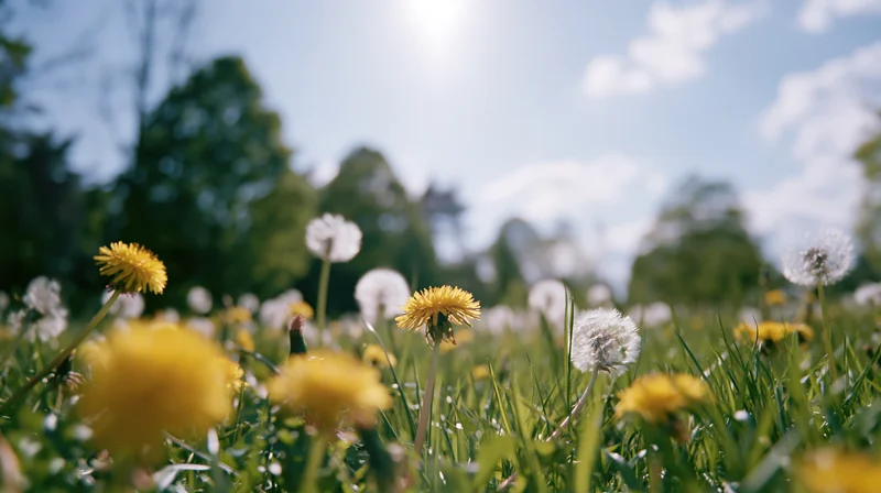 Dandelions blooming and seeding in a sunlit spring meadow viewed from ground level