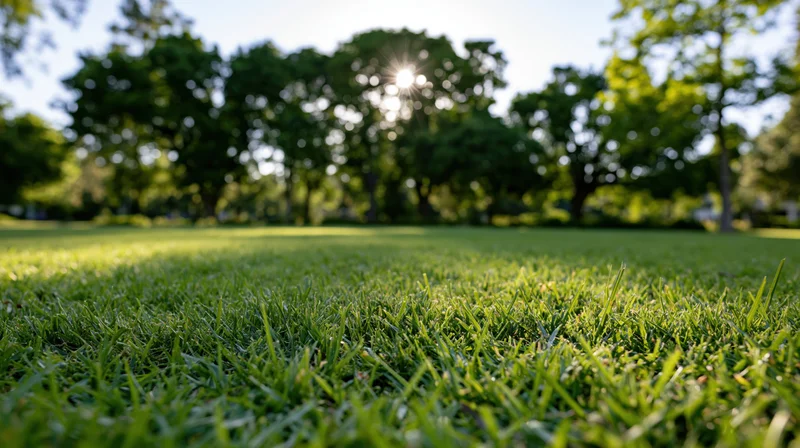 Low-angle view across a neatly trimmed green lawn in a park with trees and sunlight in the background