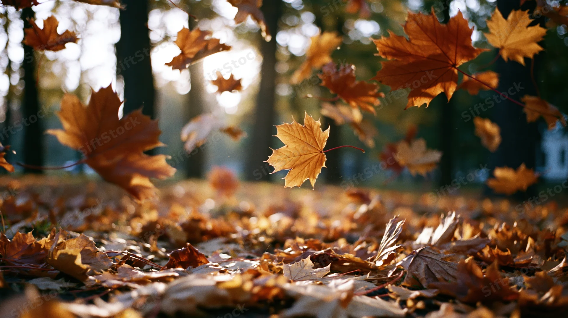 Maple leaves falling through sunlight in an autumn park, scattered across the ground
