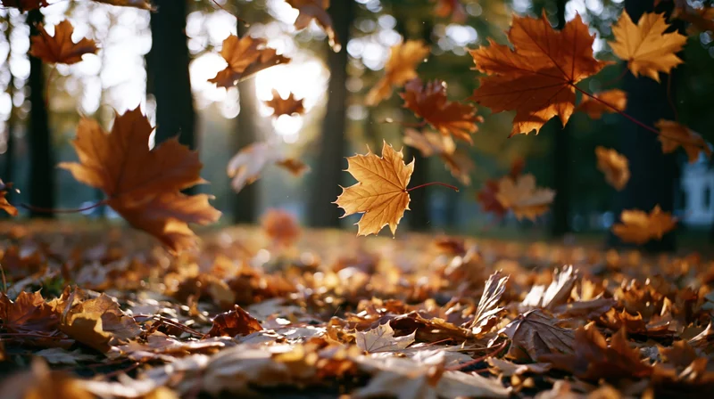 Maple leaves falling through sunlight in an autumn park, scattered across the ground
