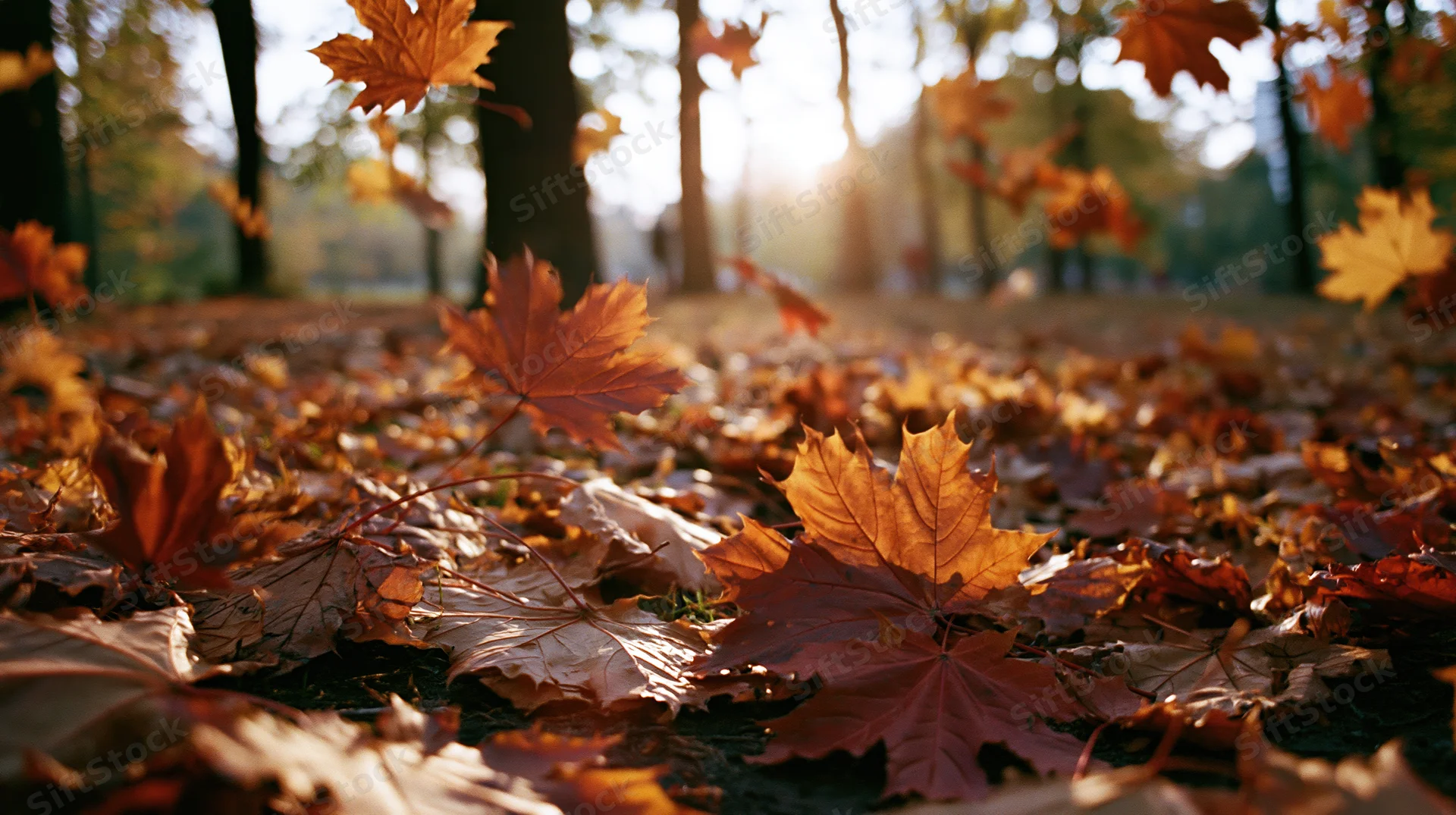 Maple leaves scattered on forest floor in autumn park with sunlight filtering through trees
