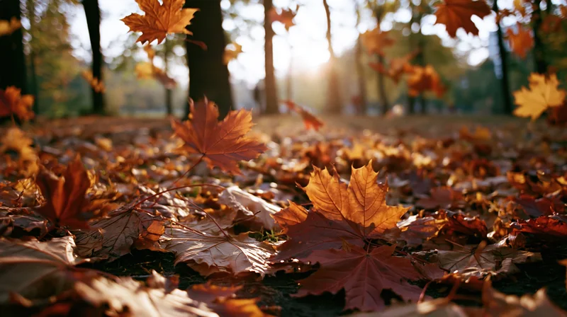 Maple leaves scattered on forest floor in autumn park with sunlight filtering through trees