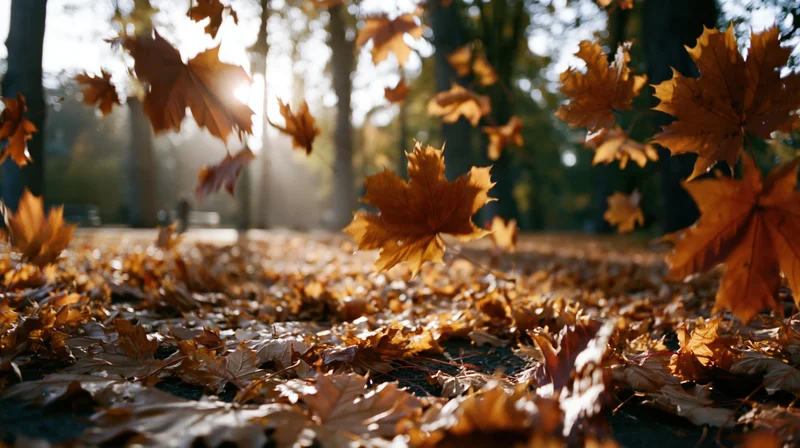 Maple leaves falling in an autumn park with sunlight filtering through trees
