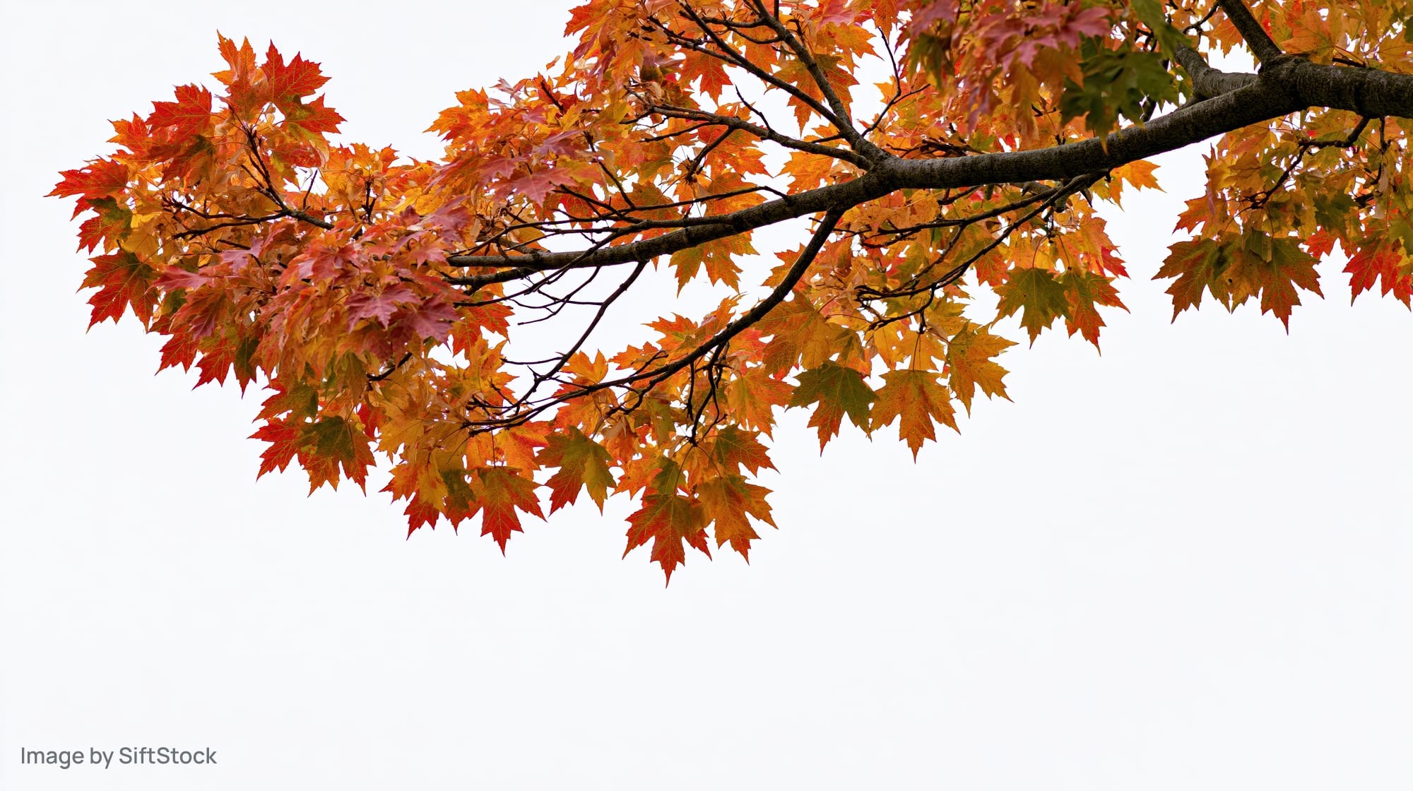 Maple tree branch with dense autumn foliage against white background