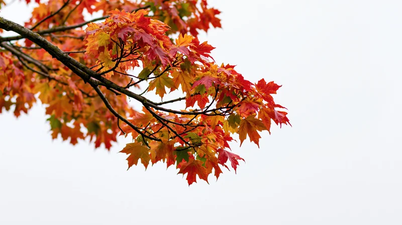 Maple tree branch with autumn foliage against a pale sky, showing vibrant orange red and yellow leaves