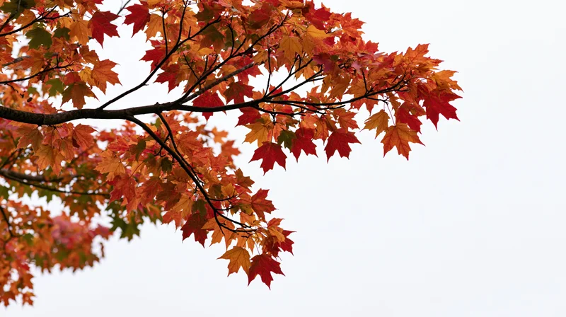Maple tree branch with dense autumn foliage against a pale sky