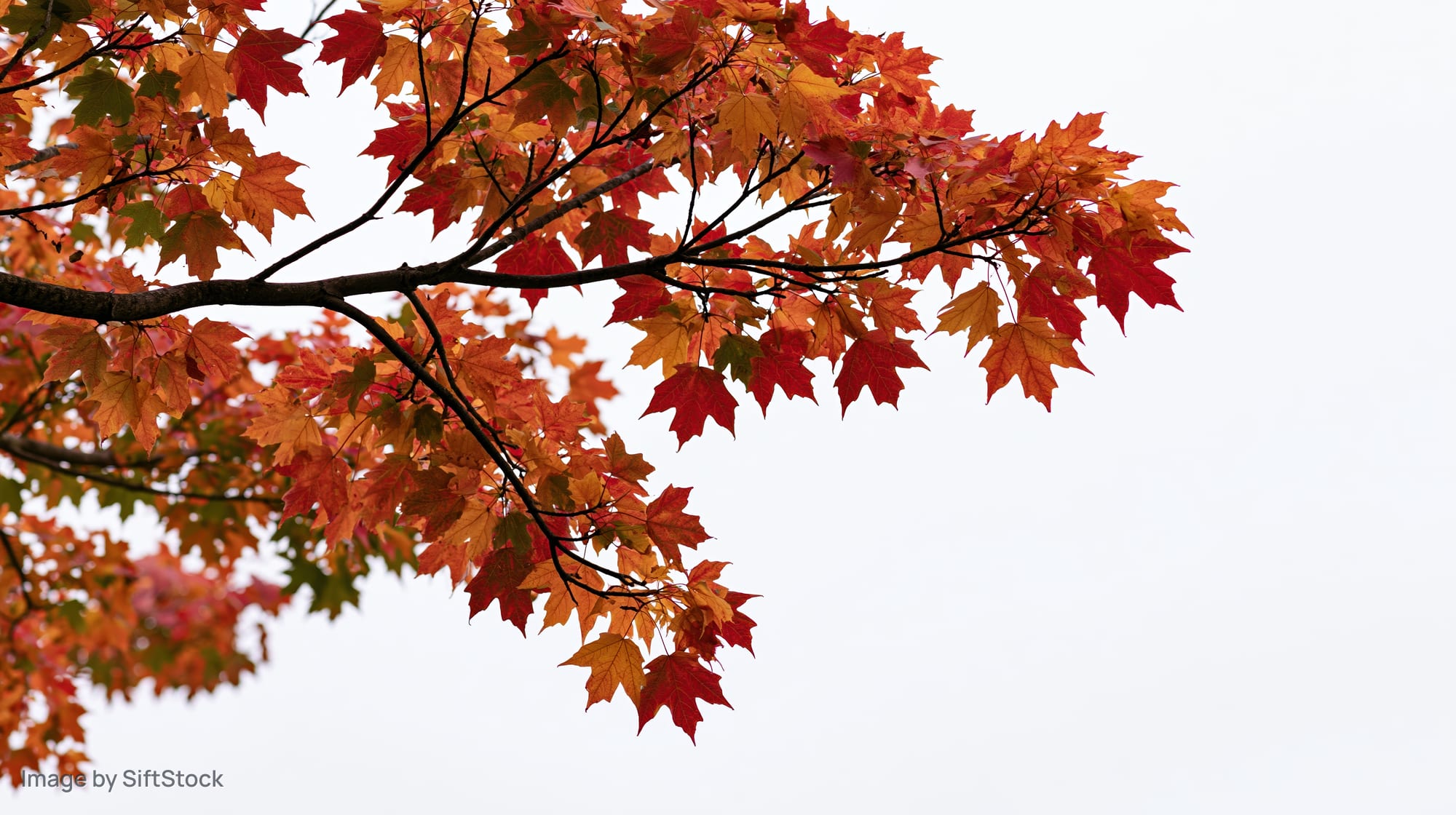 Maple tree branch with dense autumn foliage against a pale sky