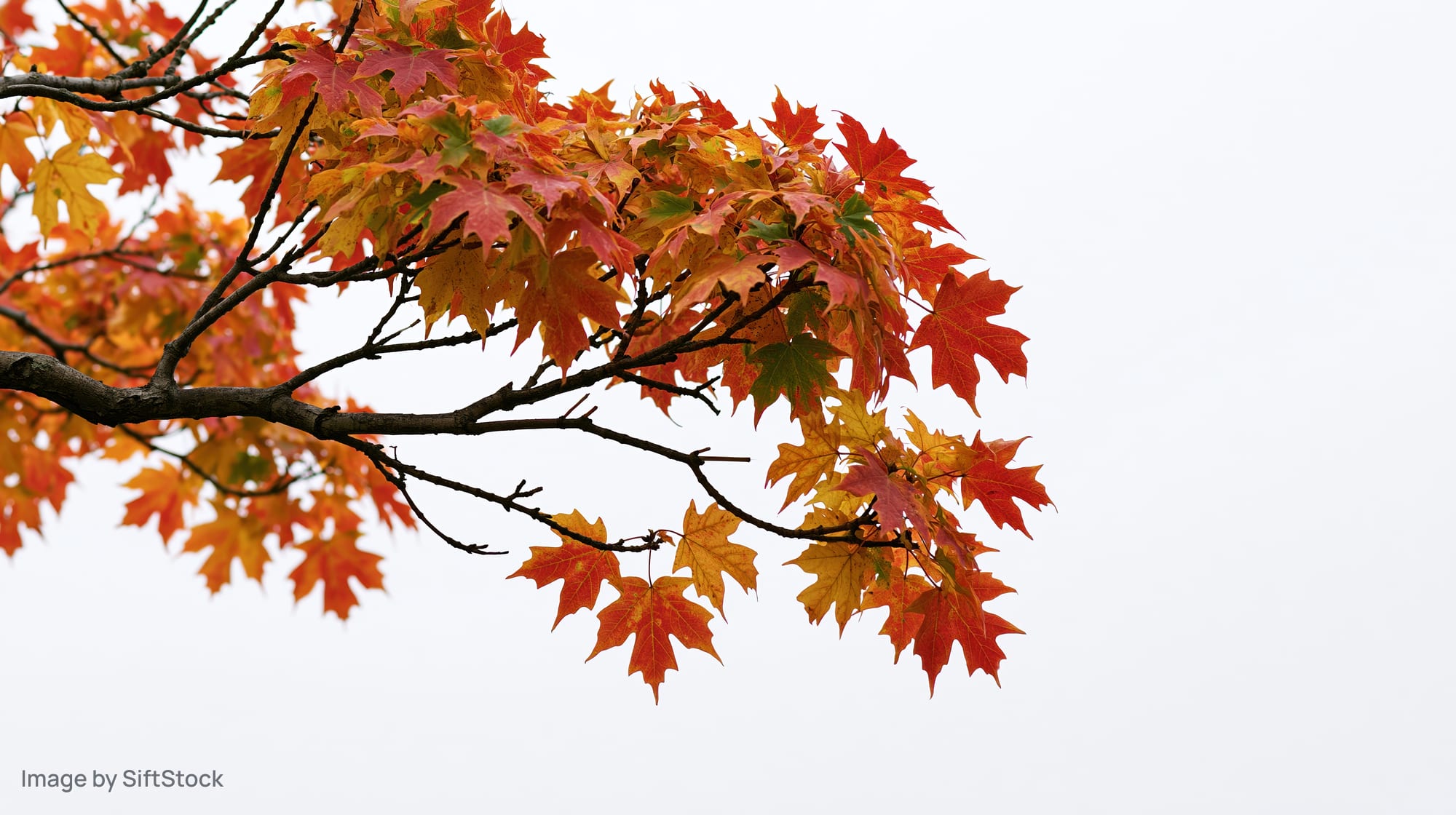 Maple tree branch with autumn leaves against a white sky background
