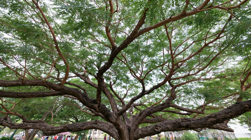Ancient rain tree with sprawling low branches forming a dense green canopy in an urban park