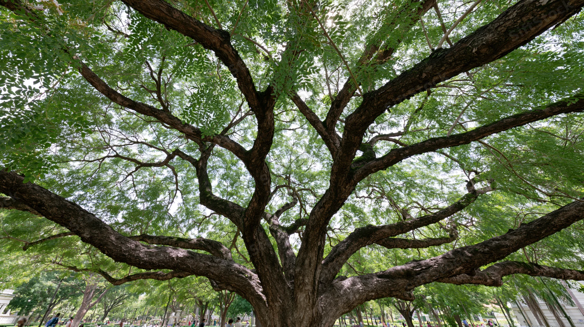 Ancient rain tree with sprawling low branches in a park setting