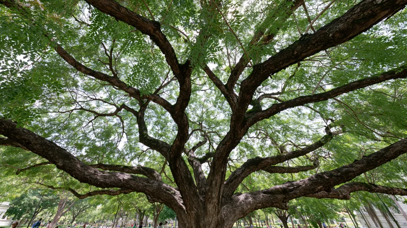 Ancient rain tree with sprawling low branches in a park setting