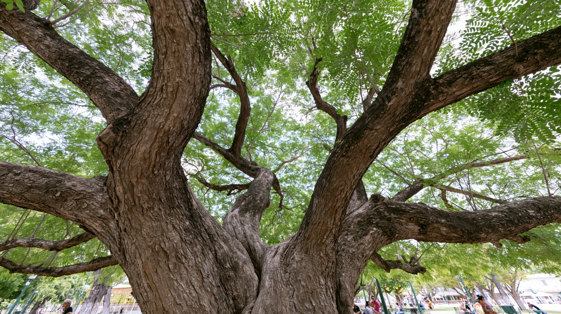 Massive ancient rain tree with sprawling low branches in a park setting