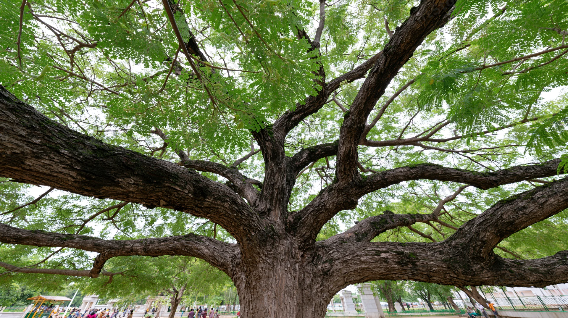 Massive ancient rain tree with sprawling low branches in a park setting