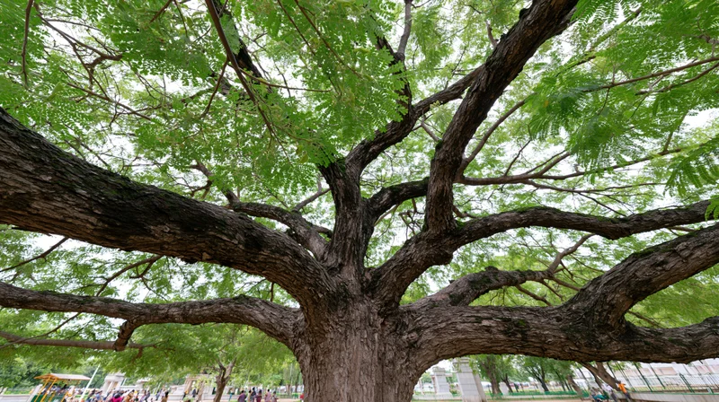 Massive ancient rain tree with sprawling low branches in a park setting