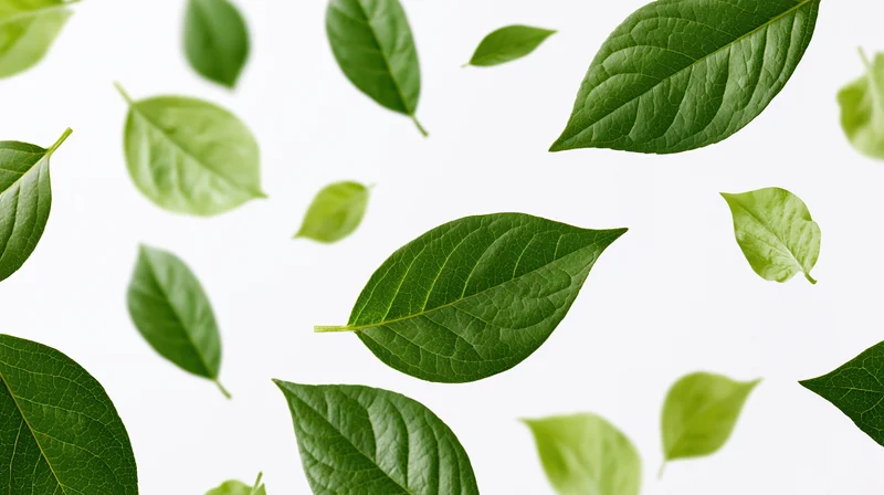 Green leaves floating midair against white background