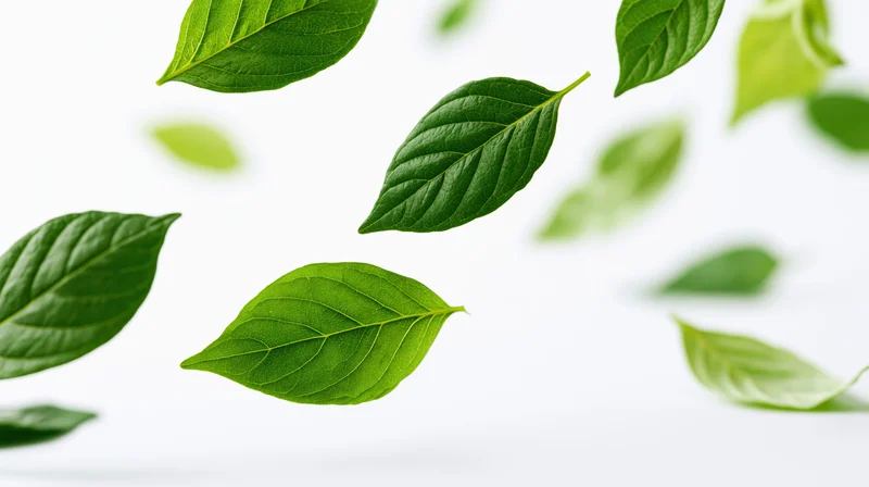 Green leaves floating midair against white background