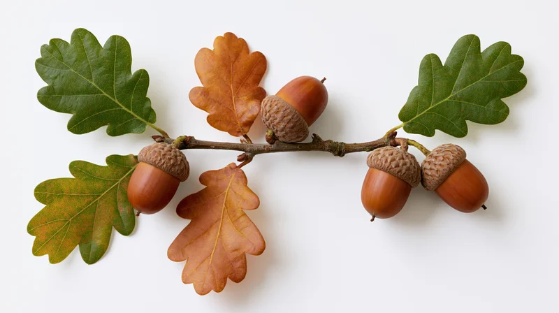 Oak branch with acorns and autumn leaves arranged horizontally on white background