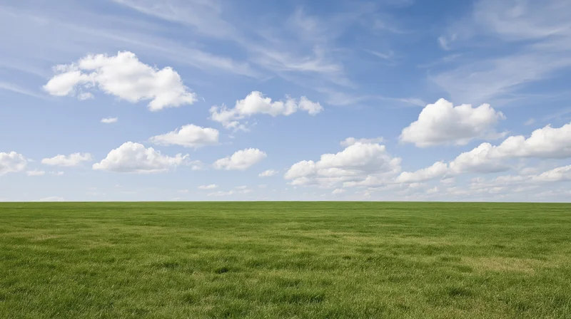 Open grassy meadow stretching to the horizon under a bright blue sky with scattered white clouds