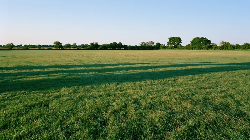 Open grass field stretching to a distant treeline under a clear sky