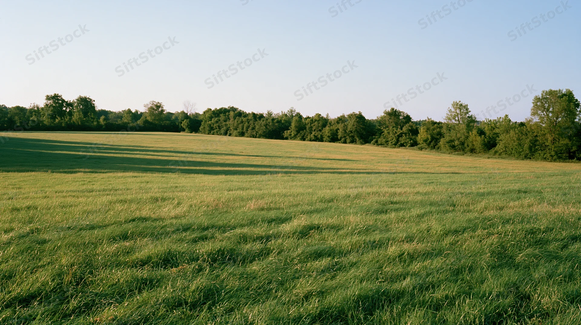 Open grass field stretching to a distant treeline under clear sky