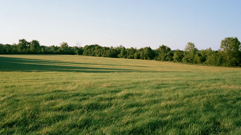 Open grass field stretching to a distant treeline under clear sky