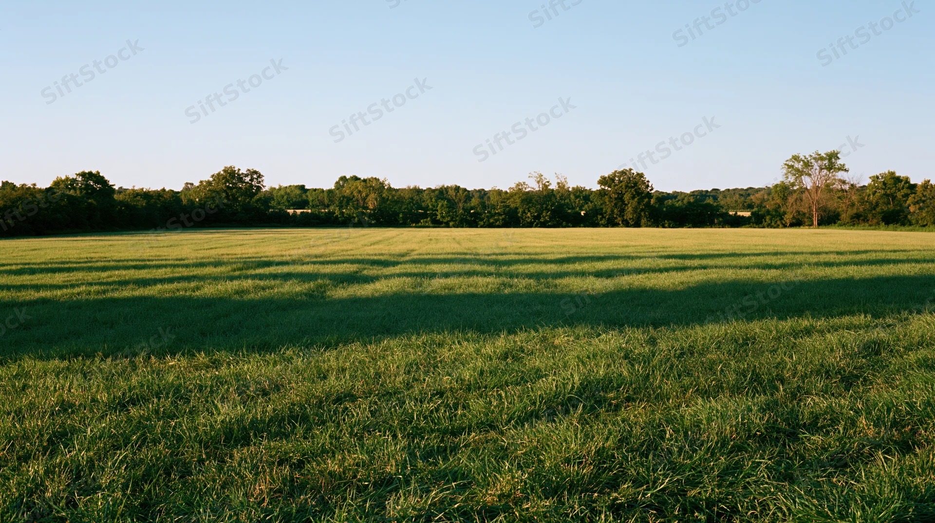 Open grass field stretching to a distant treeline under clear blue sky