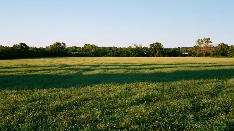 Open grass field stretching to a distant treeline under clear blue sky