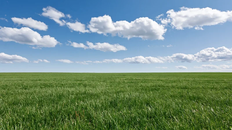 Open grass field stretching to flat horizon under broad blue sky with scattered white clouds