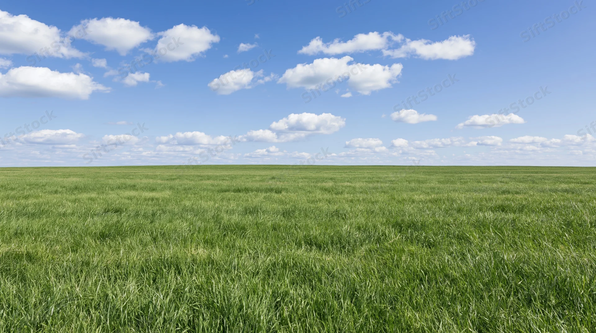 Open grass field stretching to flat horizon under broad blue sky with scattered white clouds