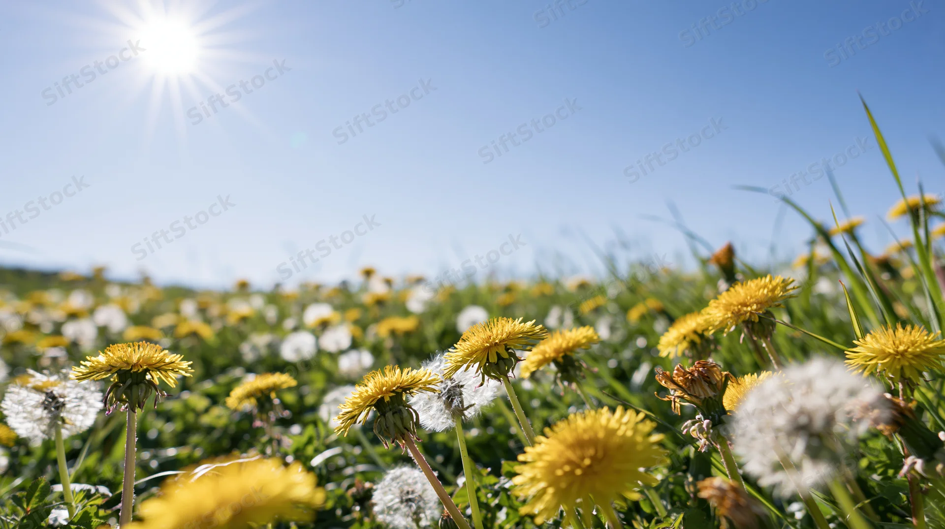 Dandelions in yellow bloom and white seedheads growing in a sunlit meadow under a clear blue sky